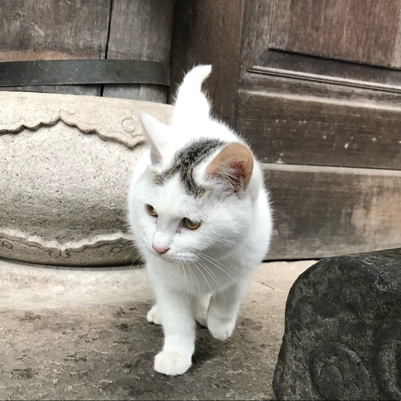 nekocloset